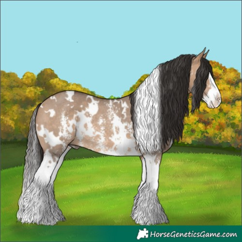 Horse Color:White Spotted Bay Dun Sabino Splash Rabicano