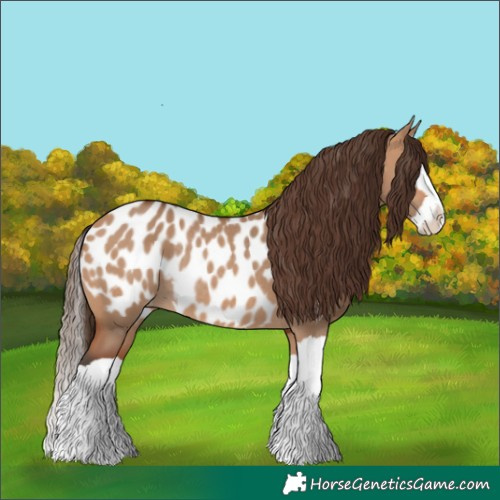 Horse Color:Bay Dun Splash Blanket Rabicano 