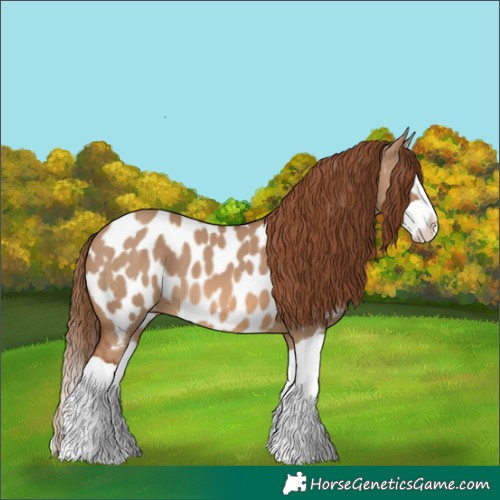 Horse Color:Red Dun Splash Appaloosa 
