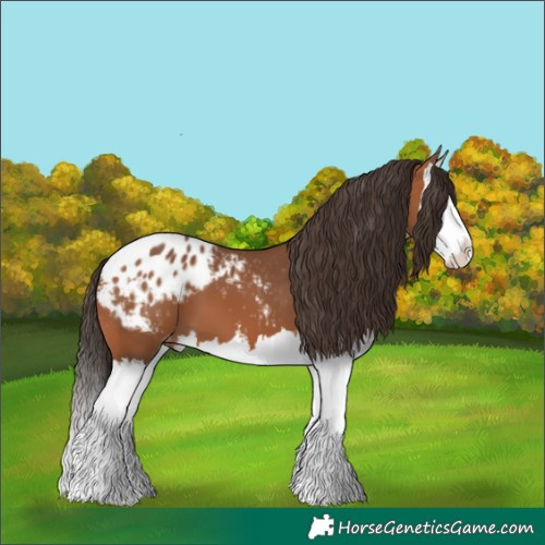 Horse Color:White Spotted Bay Splash Appaloosa 