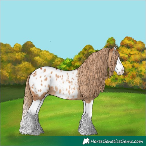 Horse Color:Red Dun Splash Blanket Rabicano Brindle