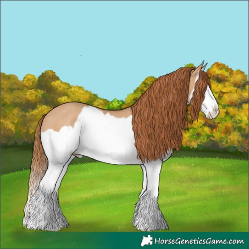 Horse Color:Red Dun Splash Rabicano 