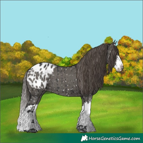Horse Color:White Spotted Grullo Splash Appaloosa Brindle 