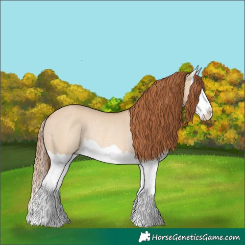 Horse Color:Red Dun Splash Rabicano