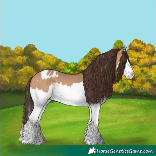 Horse Color:Bay Dun Splash Appaloosa 