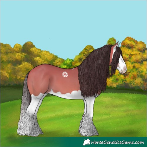 Horse Color:Bay Dun Splash 