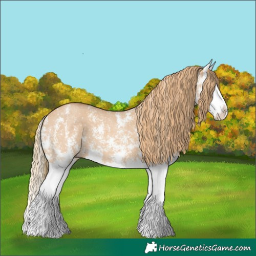 Horse Color:Red Dun Sabino Splash