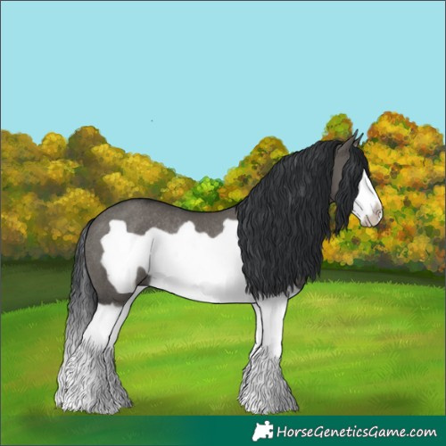 Horse Color:Grullo Splash Frame Rabicano