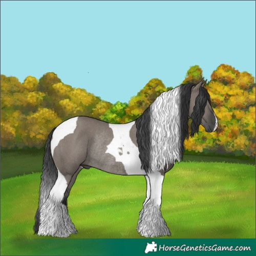 Horse Color:Grullo Tobiano Rabicano