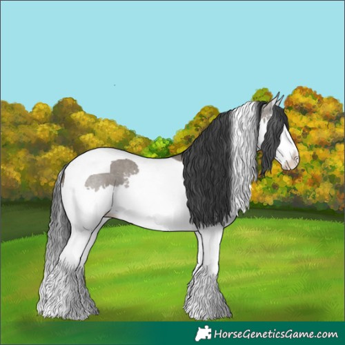 Horse Color:Grullo Splash Tobiano Rabicano