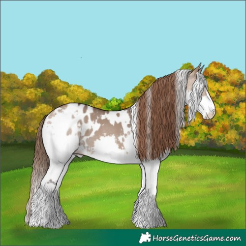 Horse Color:White Spotted Bay Dun Splash Appaloosa 