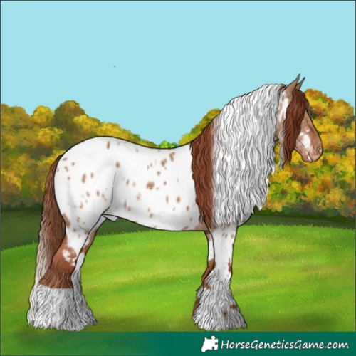 Horse Color:White Spotted Red Dun Appaloosa