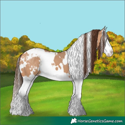 Horse Color:White Spotted Bay Dun Splash Appaloosa