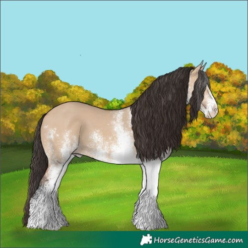 Horse Color:White Spotted Bay Dun