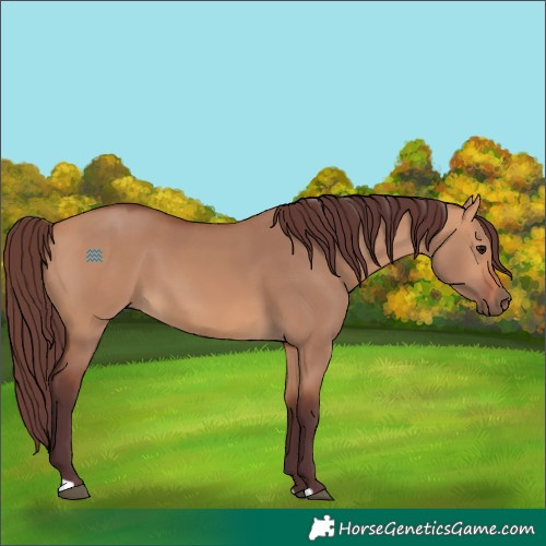 Horse Color:Chocolate Bay Dun