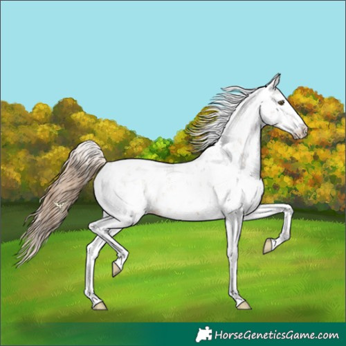 Horse Color:Black Pearl Sabino 