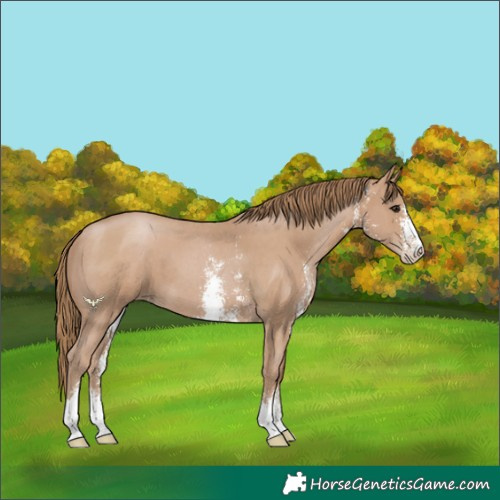 Horse Color:Black Pearl Sabino