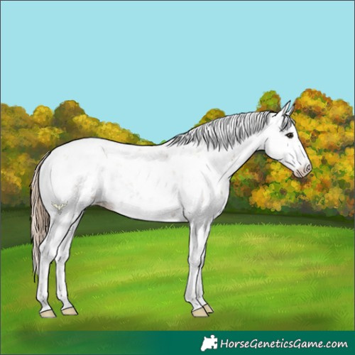 Horse Color:Black Pearl Sabino 