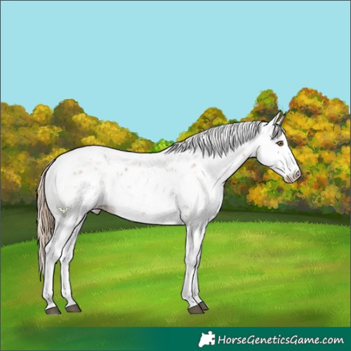 Horse Color:Black Pearl Sabino
