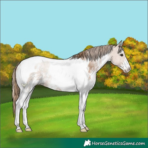 Horse Color:Black Pearl Sabino Tobiano 
