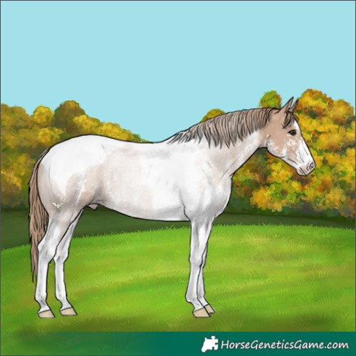 Horse Color:Black Pearl Sabino Tobiano 