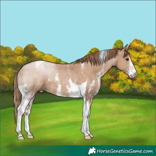 Horse Color:Black Pearl Sabino Tobiano 
