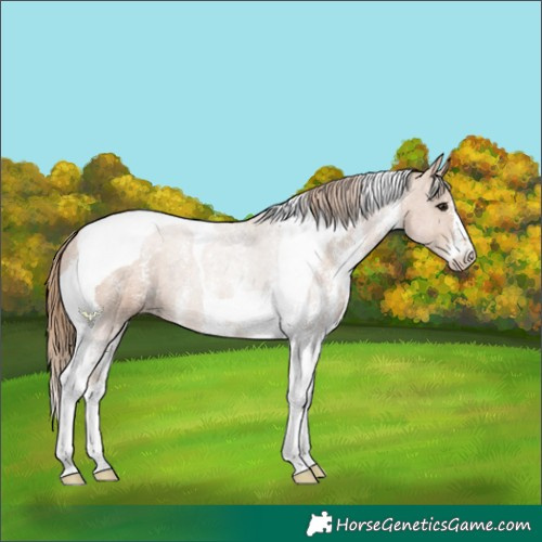 Horse Color:Black Pearl Sabino Tobiano