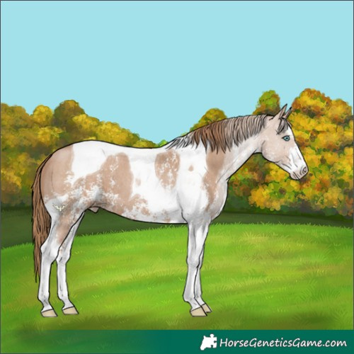 Horse Color:Black Pearl Sabino Tobiano
