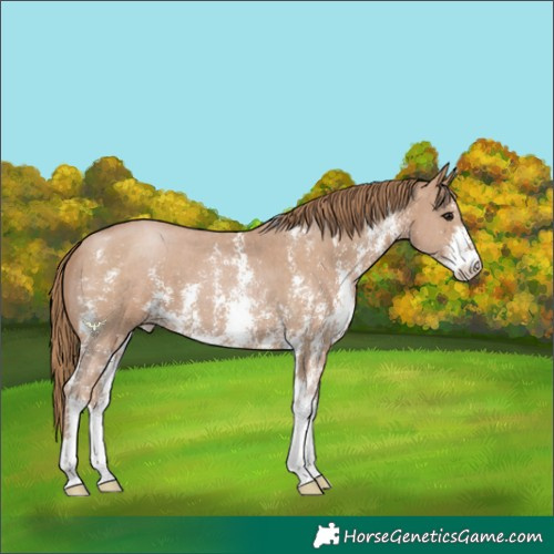 Horse Color:Black Pearl Sabino