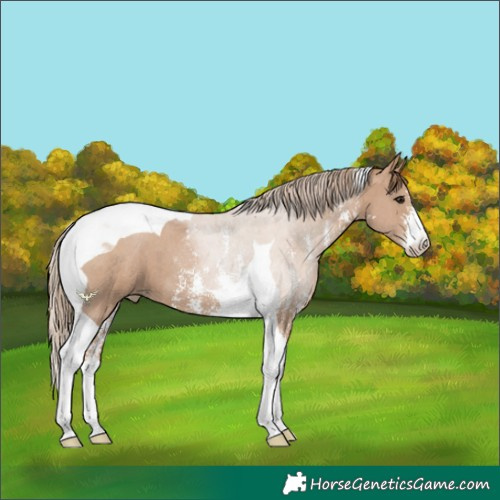 Horse Color:Black Pearl Sabino Tobiano 