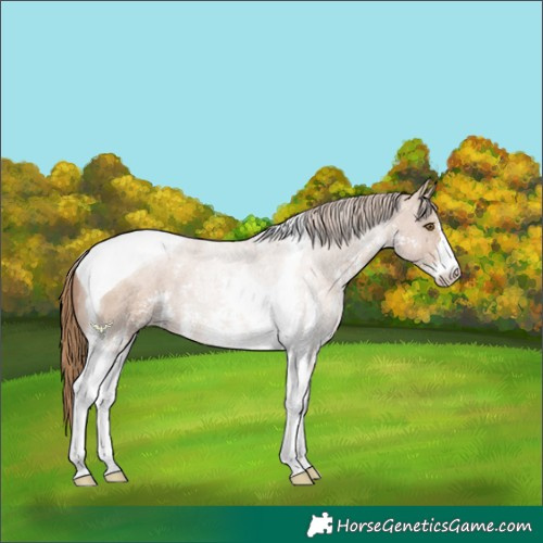Horse Color:Black Pearl Sabino Tobiano 