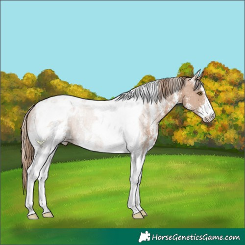 Horse Color:Black Pearl Sabino Tobiano 