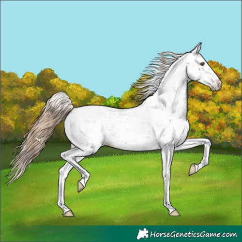 Horse Color:Black Pearl Sabino 