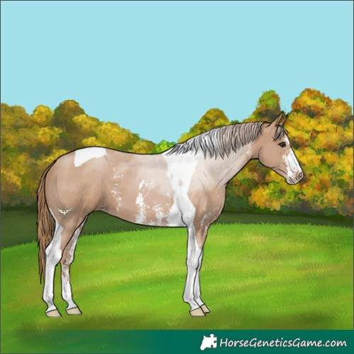 Horse Color:Black Pearl Sabino Tobiano 