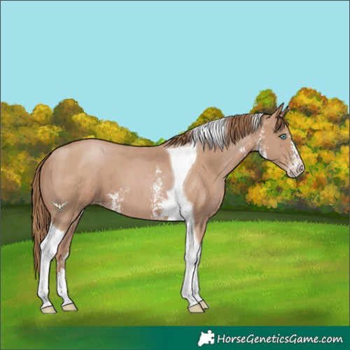 Horse Color:Black Pearl Sabino Tobiano