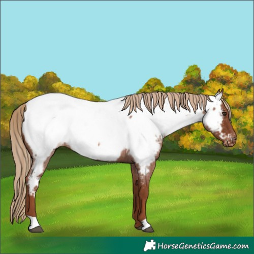 Horse Color:Red Roan Appaloosa 