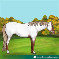 Horse Color:Red Roan Near Fewspot