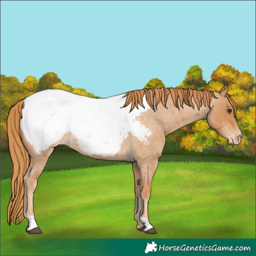 Horse Color:Red Roan Appaloosa 