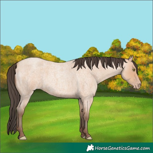Horse Color:Amber Champagne Roan 