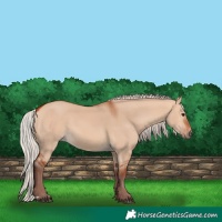 Horse Color:Chocolate Silver Bay Dun