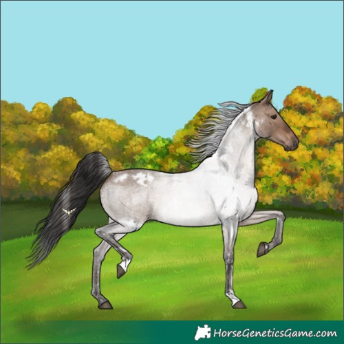 Horse Color:White Spotted Brown Roan Dun