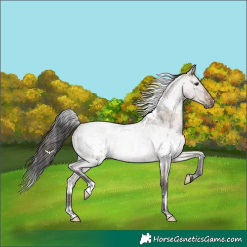 Horse Color:White Spotted Brown Roan Dun