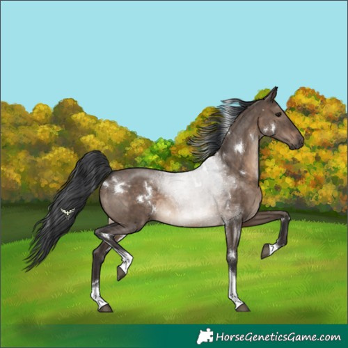 Horse Color:White Spotted Brown Dun Tobiano 