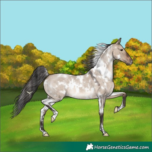 Horse Color:White Spotted Brown Roan Dun 