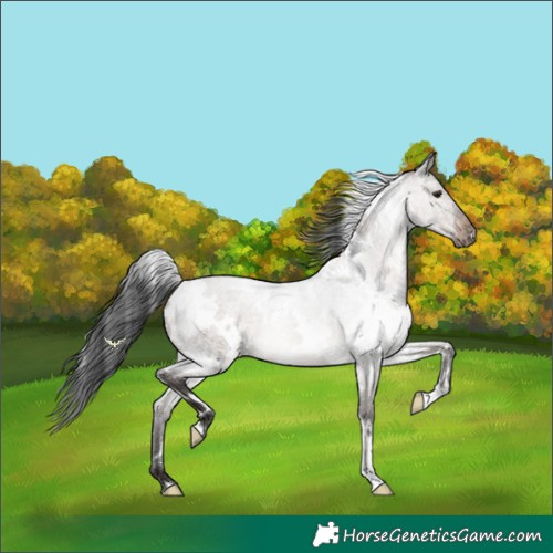 Horse Color:White Spotted Brown Roan Dun 