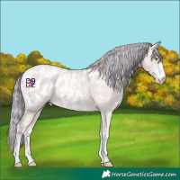 Horse Color:Platinum Painted Gold Champagne Sabino Blanket 