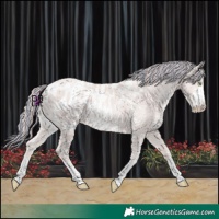 Horse Color:Platinum Painted Gold Champagne Sabino Blanket