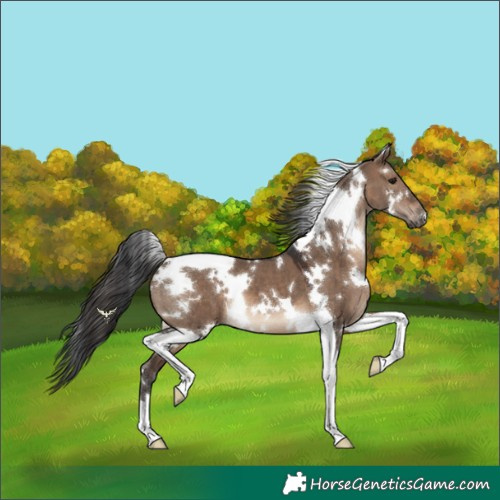 Horse Color:White Spotted Brown Dun Tobiano