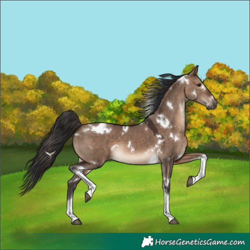 Horse Color:White Spotted Brown Dun Tobiano 
