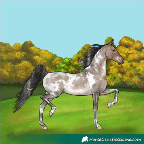 Horse Color:White Spotted Brown Roan Dun